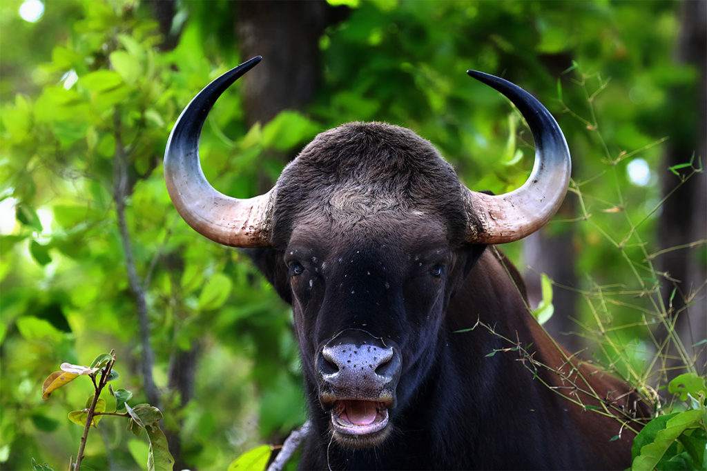 Wildlife in Bhandhavgarh